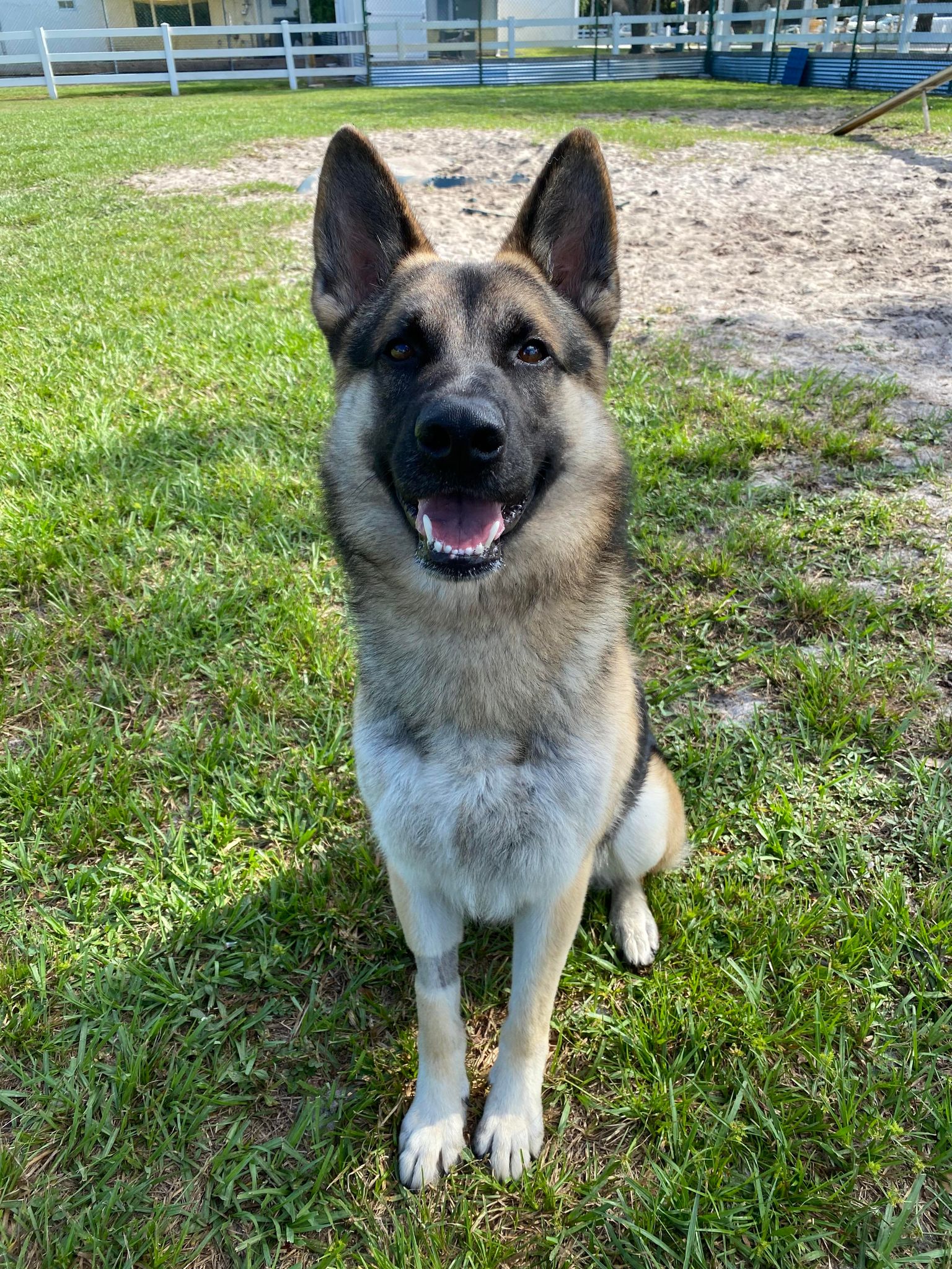 Blue and best sale sable german shepherd