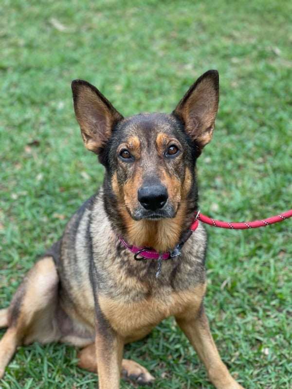 Dog for Adoption - Sasha 3035, a German Shepherd Dog in Kendale Lakes ...