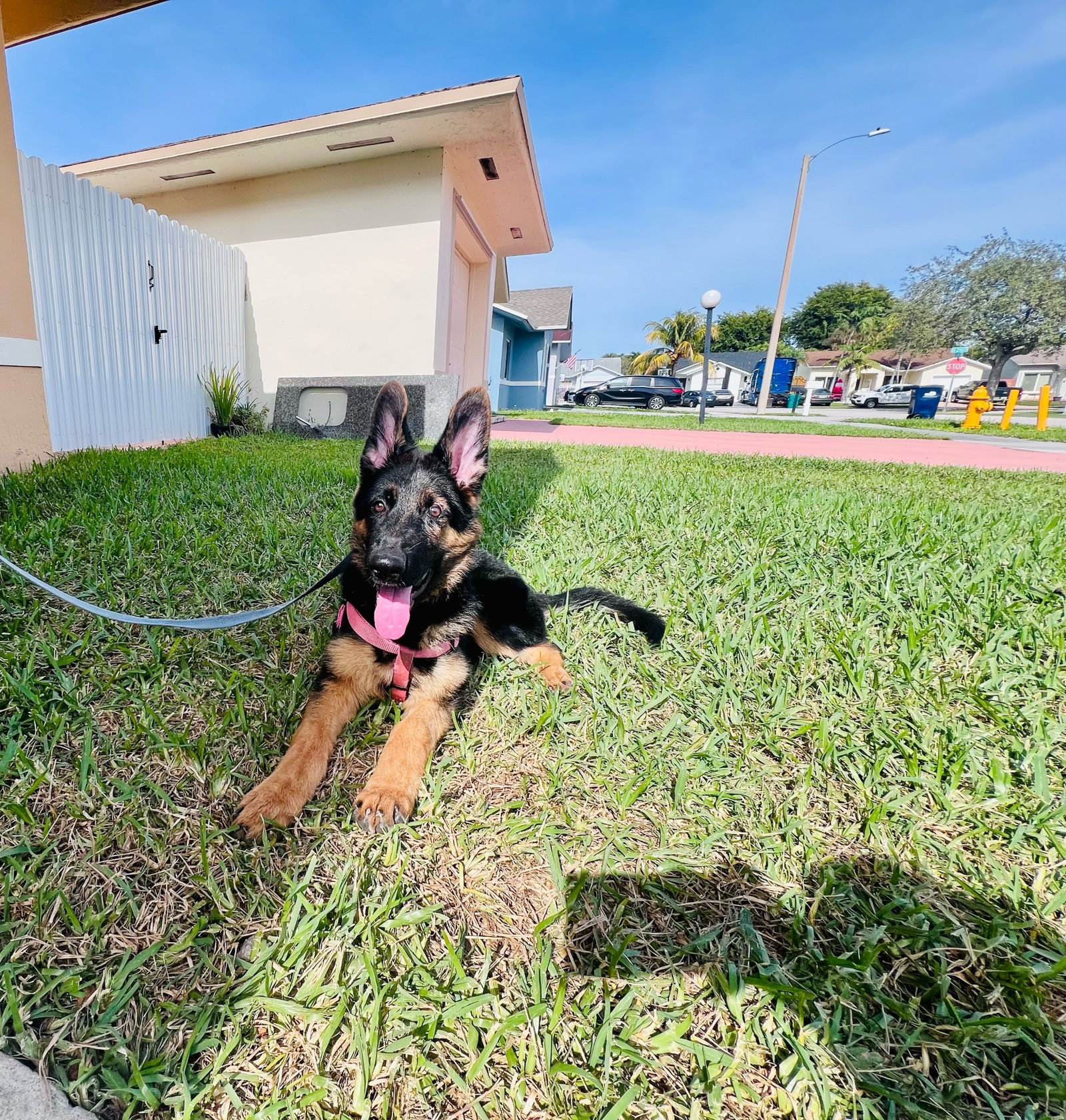 Dog adoption in Fort Lauderdale, FL 33339 German Shepherd Dog Dog "Kona 3038"