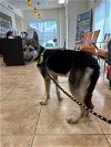 adoptable Dog in  named Missy 3062