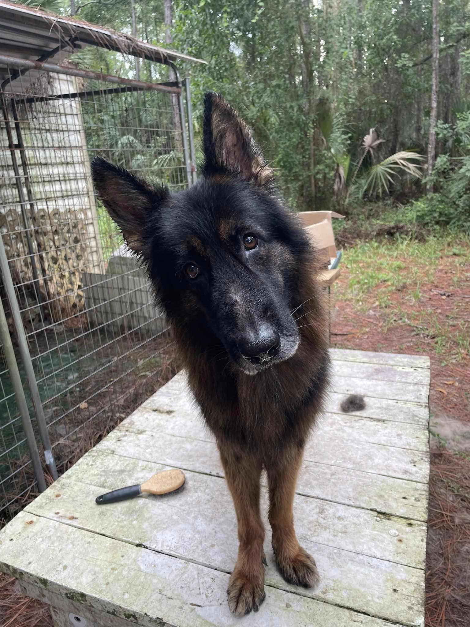 adoptable Dog in Fort Lauderdale, FL named Bear 3077