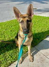 adoptable Dog in Fort Lauderdale, FL named Pancho 3078