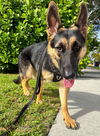 adoptable Dog in Fort Lauderdale, FL named Roxi 3085