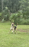 Sheeba 3108