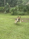 Sheeba 3108