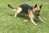 Sheeba 3108