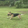 Sheeba 3108