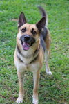 Sheeba 3108