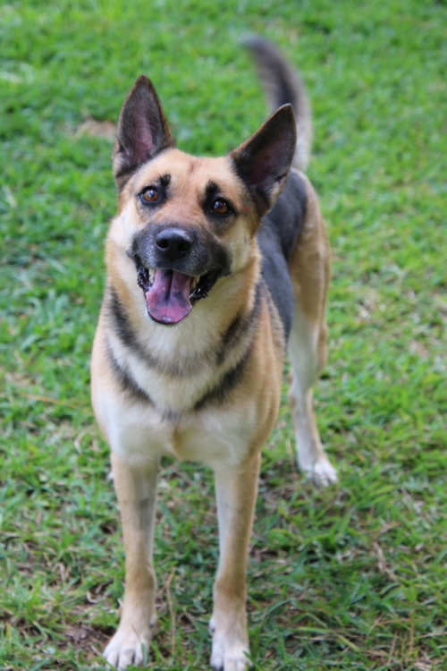 Sheeba 3108