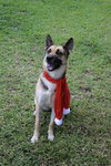Sheeba 3108