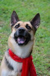 Sheeba 3108