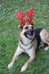 Sheeba 3108