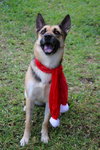 Sheeba 3108
