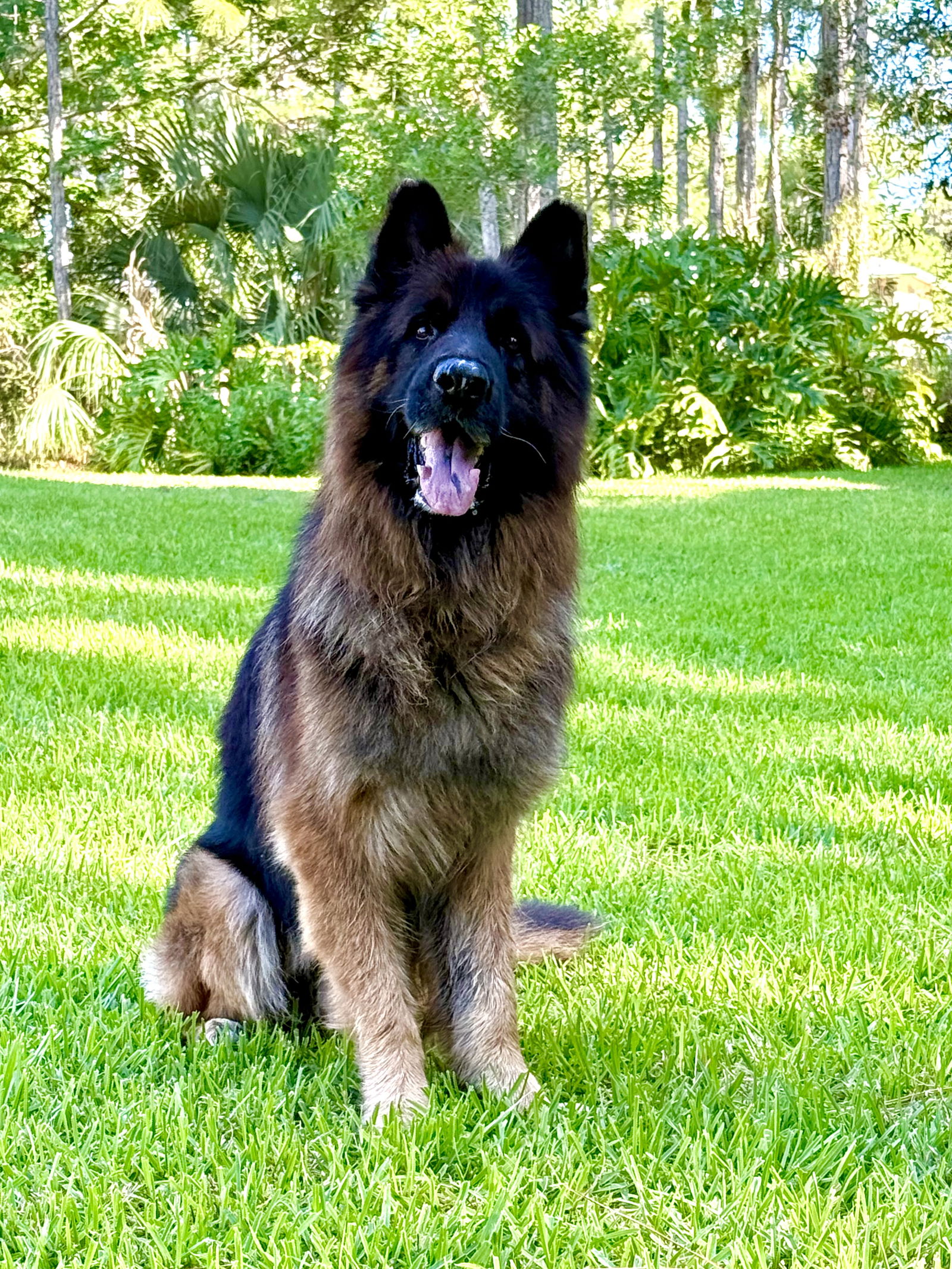 adoptable Dog in West Palm Beach, FL named Krueger 3125