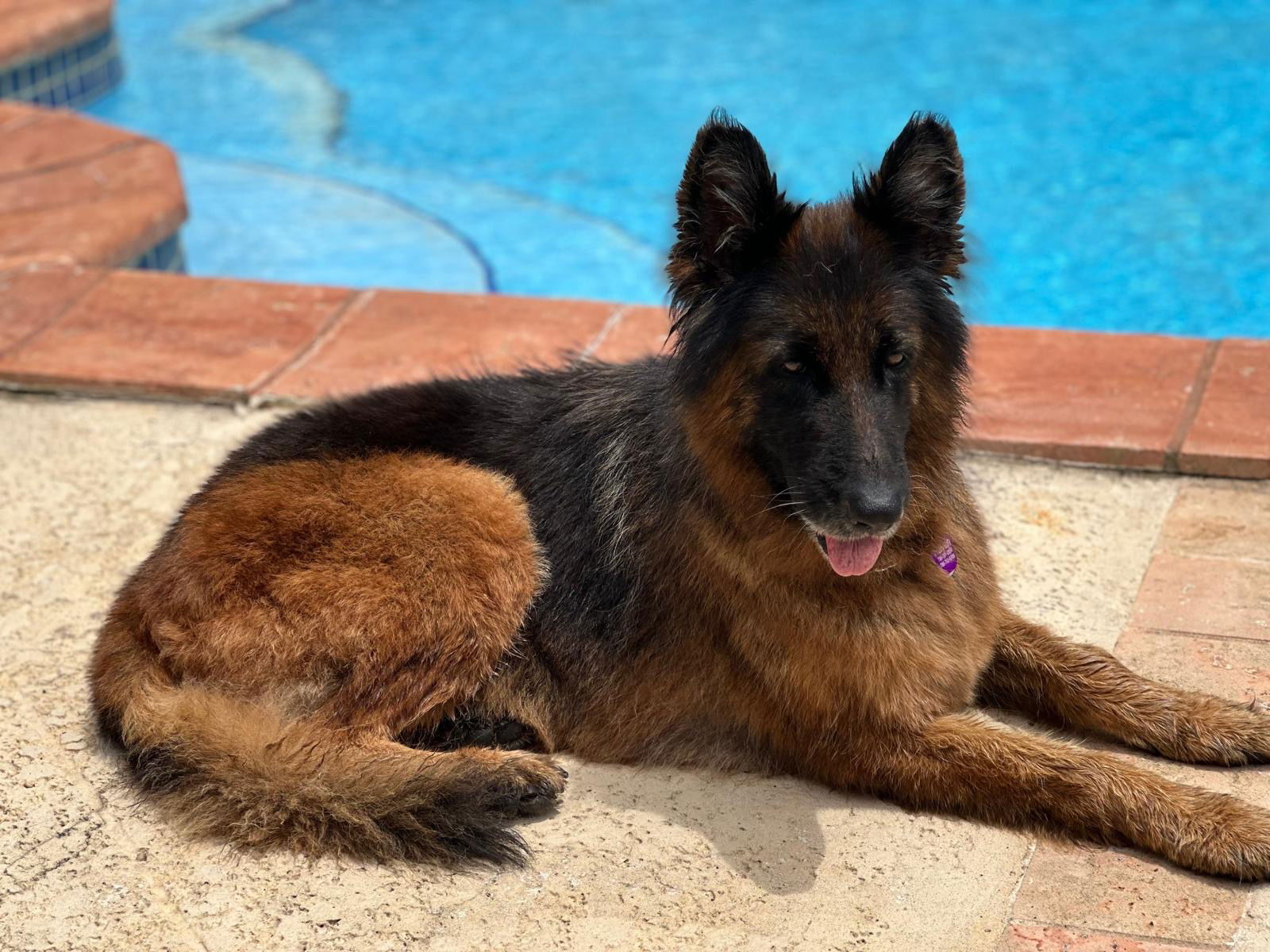 adoptable Dog in West Palm Beach, FL named Zena 3126