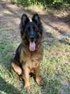 Zena 3126