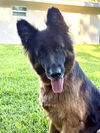 Zena 3126