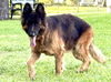 Zena 3126