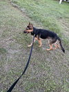 Zoey 3139