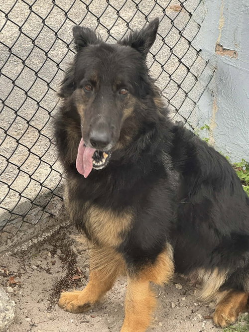 Ivy 3160, an adoptable German Shepherd Dog in Plantation, FL