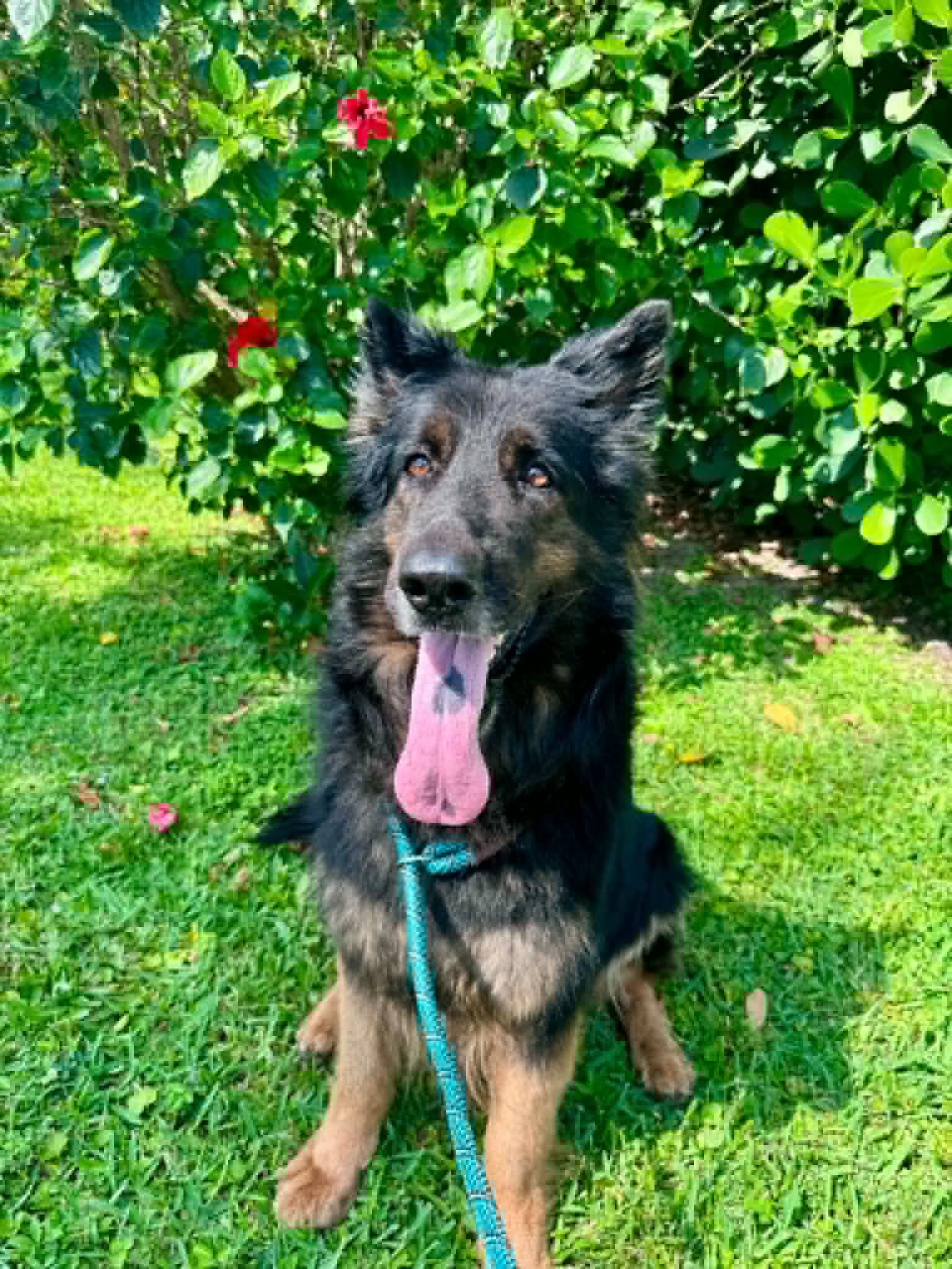 Ivy - German Shepherd Dog