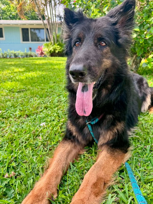 IVY 3160 - German Shepherd Dog available for adoption