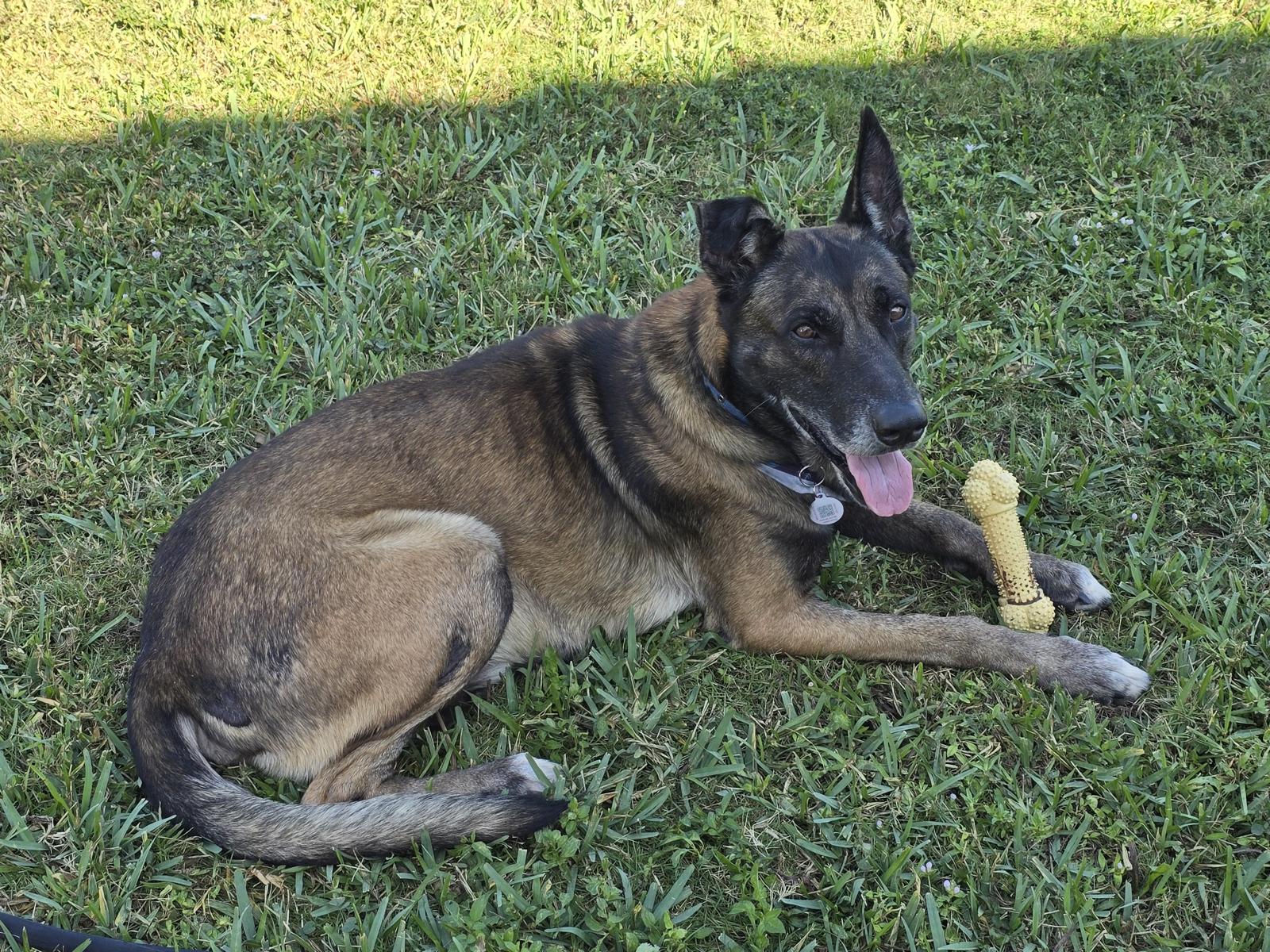 Max - German Shepherd Dog