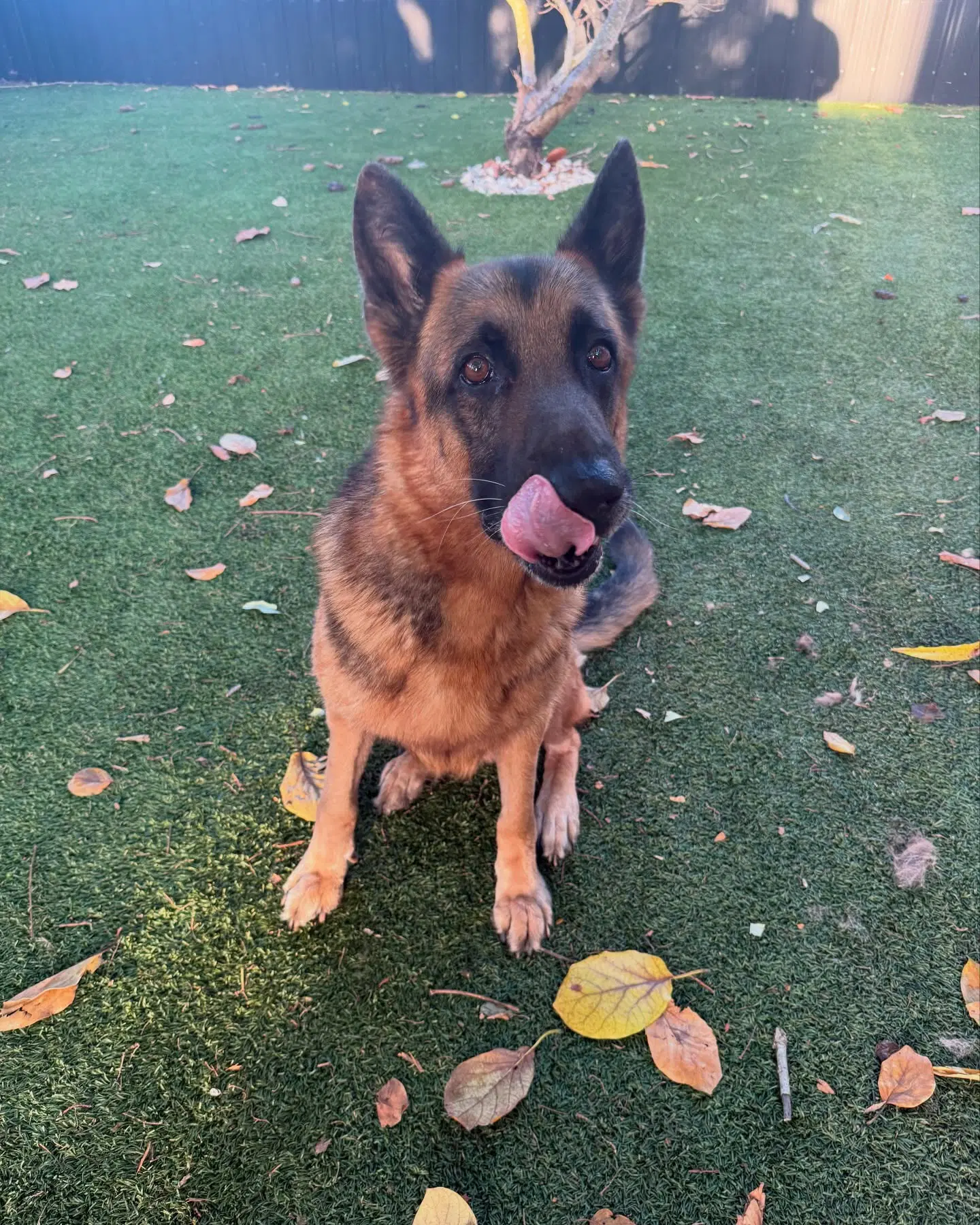 Bear - German Shepherd Dog