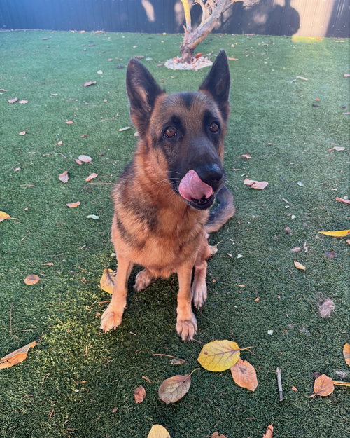 Bear, an adoptable German Shepherd Dog in Plantation, FL