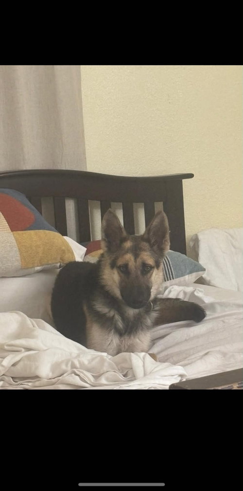 Rayna 3164, an adoptable German Shepherd Dog in Plantation, FL