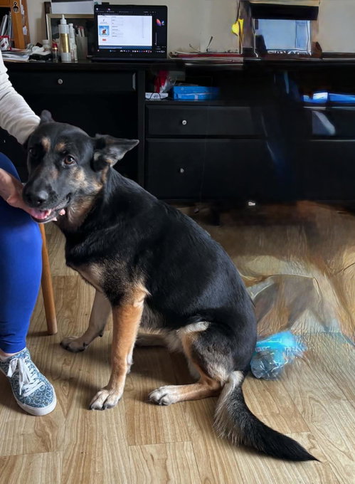 Bella 3165, an adoptable German Shepherd Dog in Plantation, FL