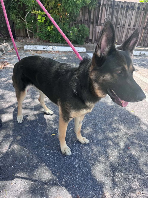BELLA 3165 - German Shepherd Dog available for adoption