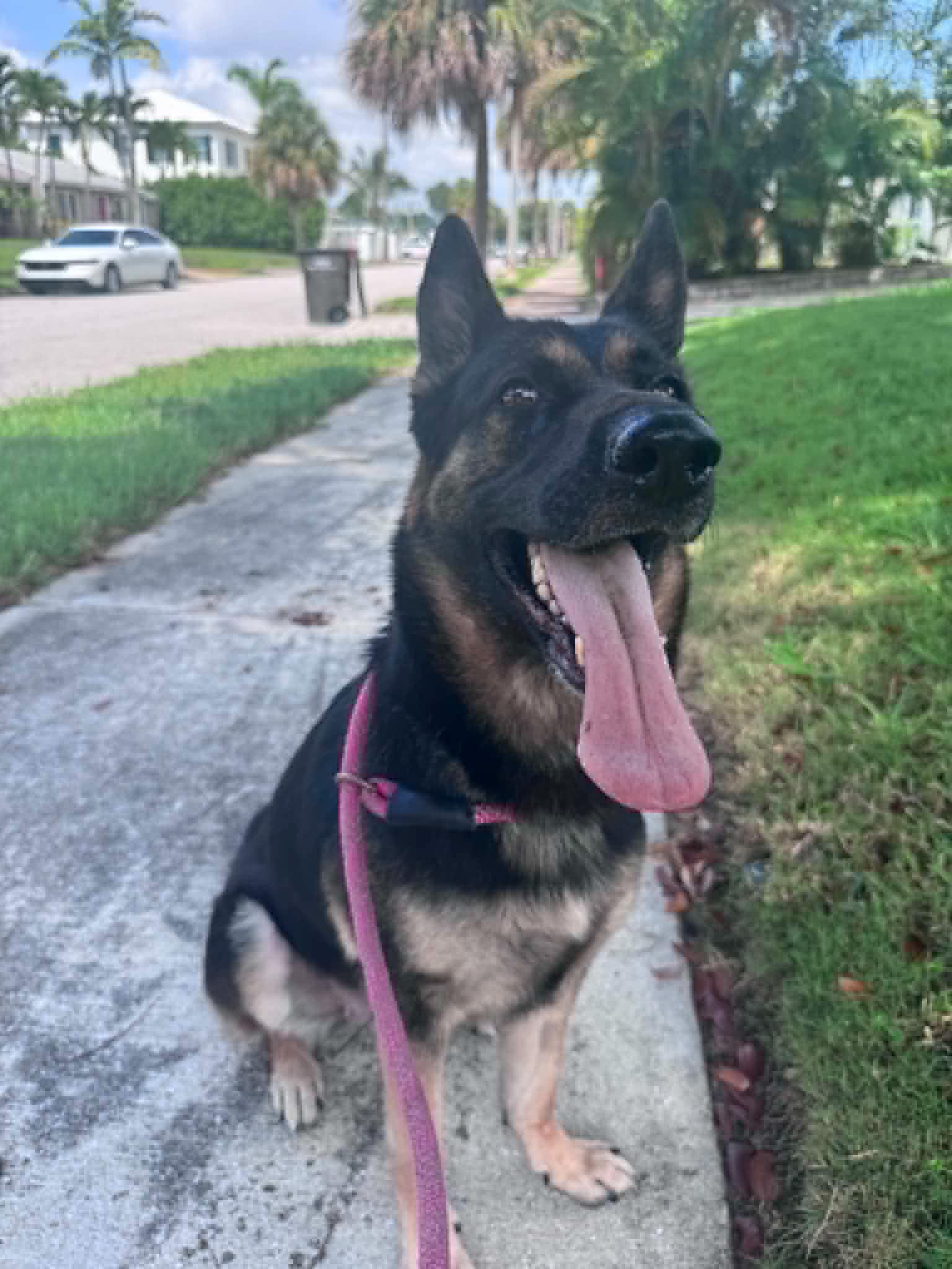 Bella image 4