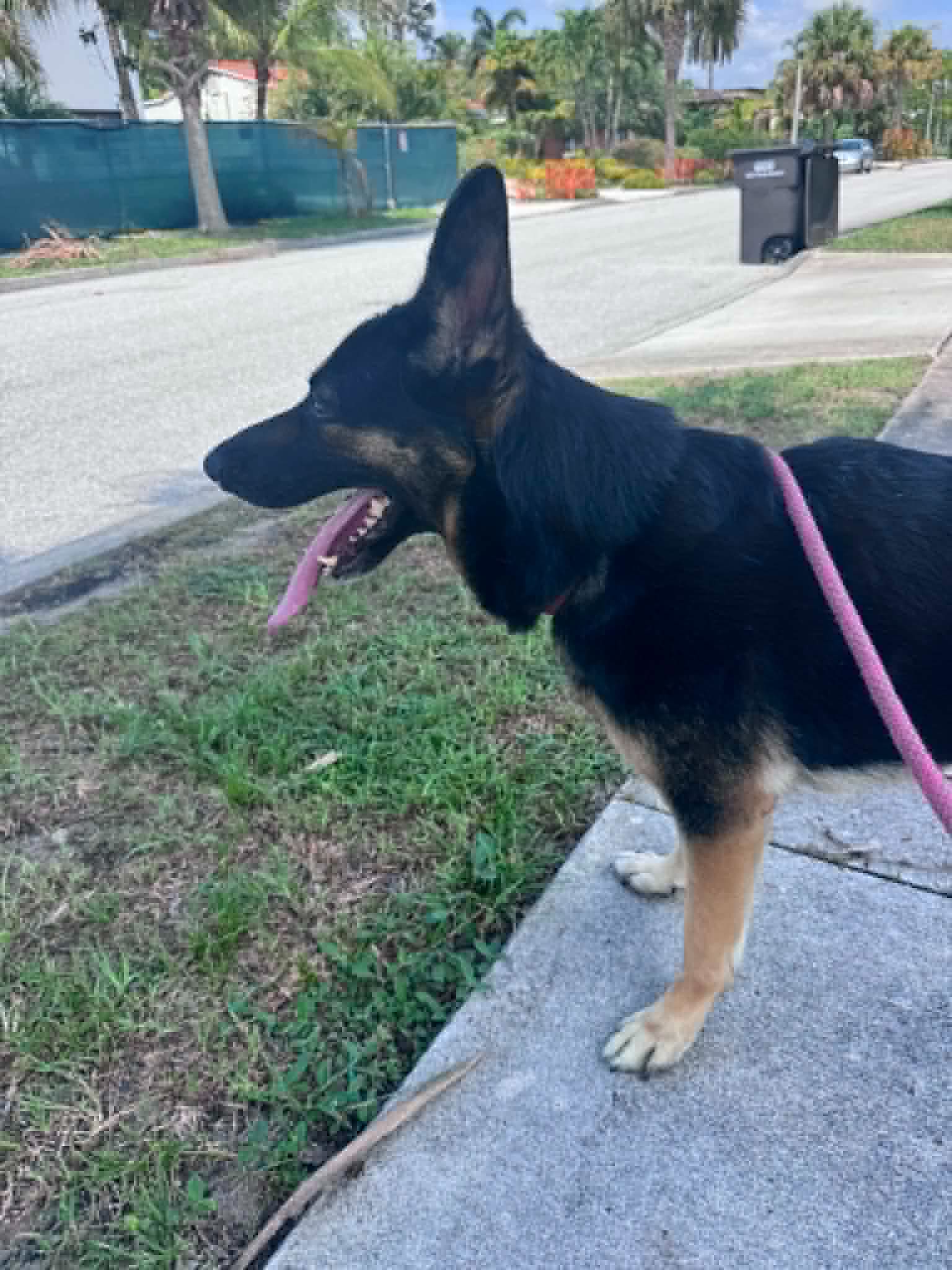 Bella image 4