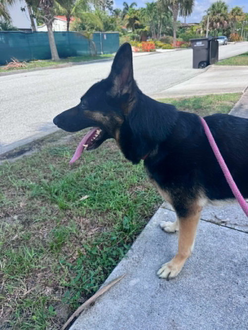 Bella 3165 photo 3