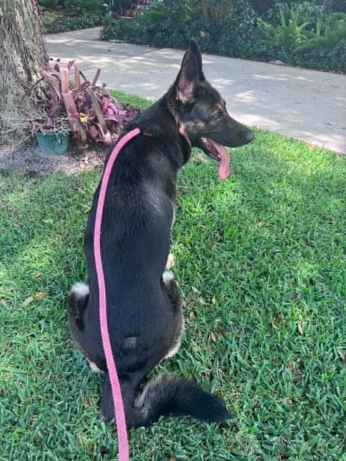 Bella 3165 photo 4