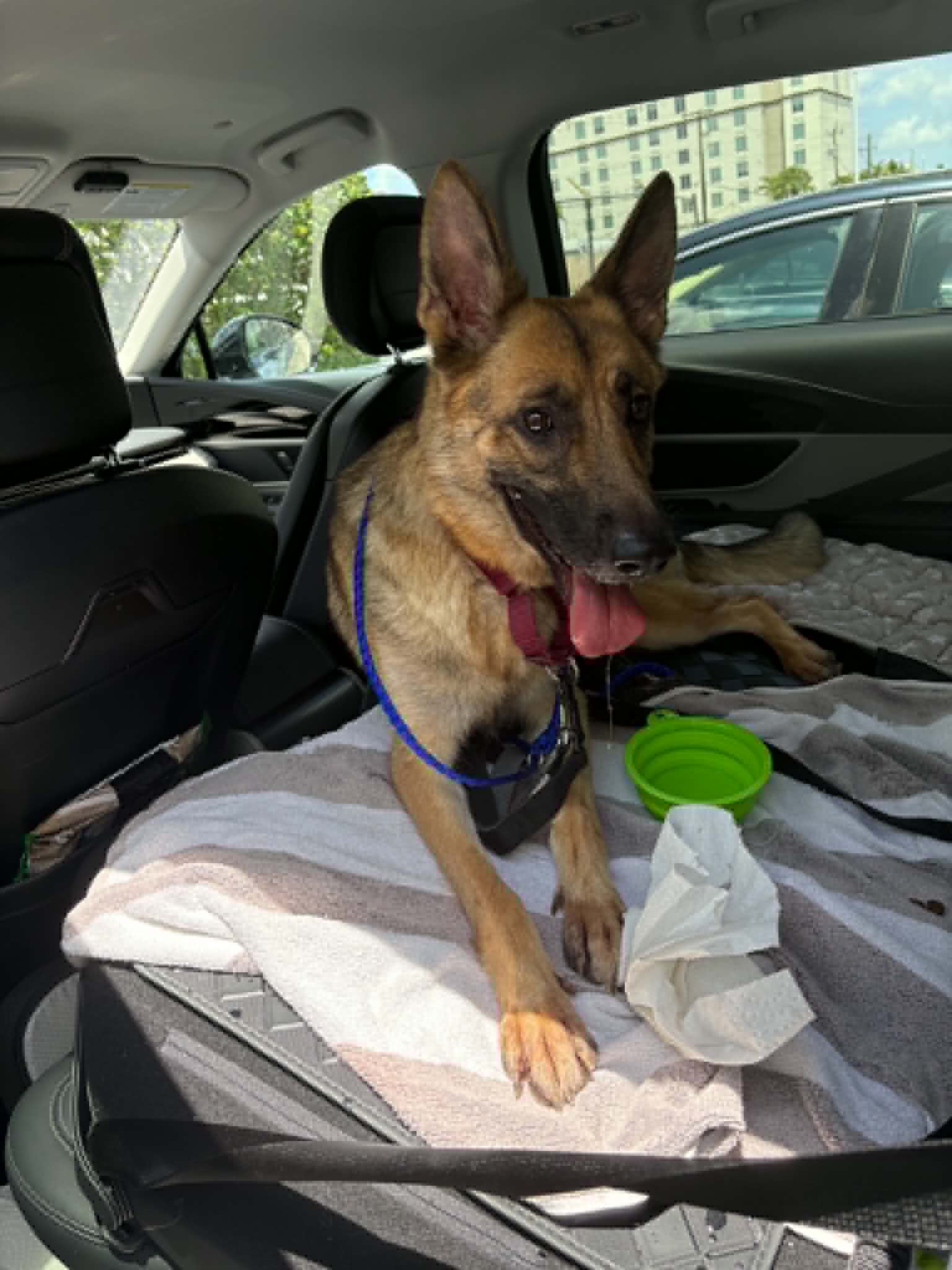 Mila - German Shepherd Dog