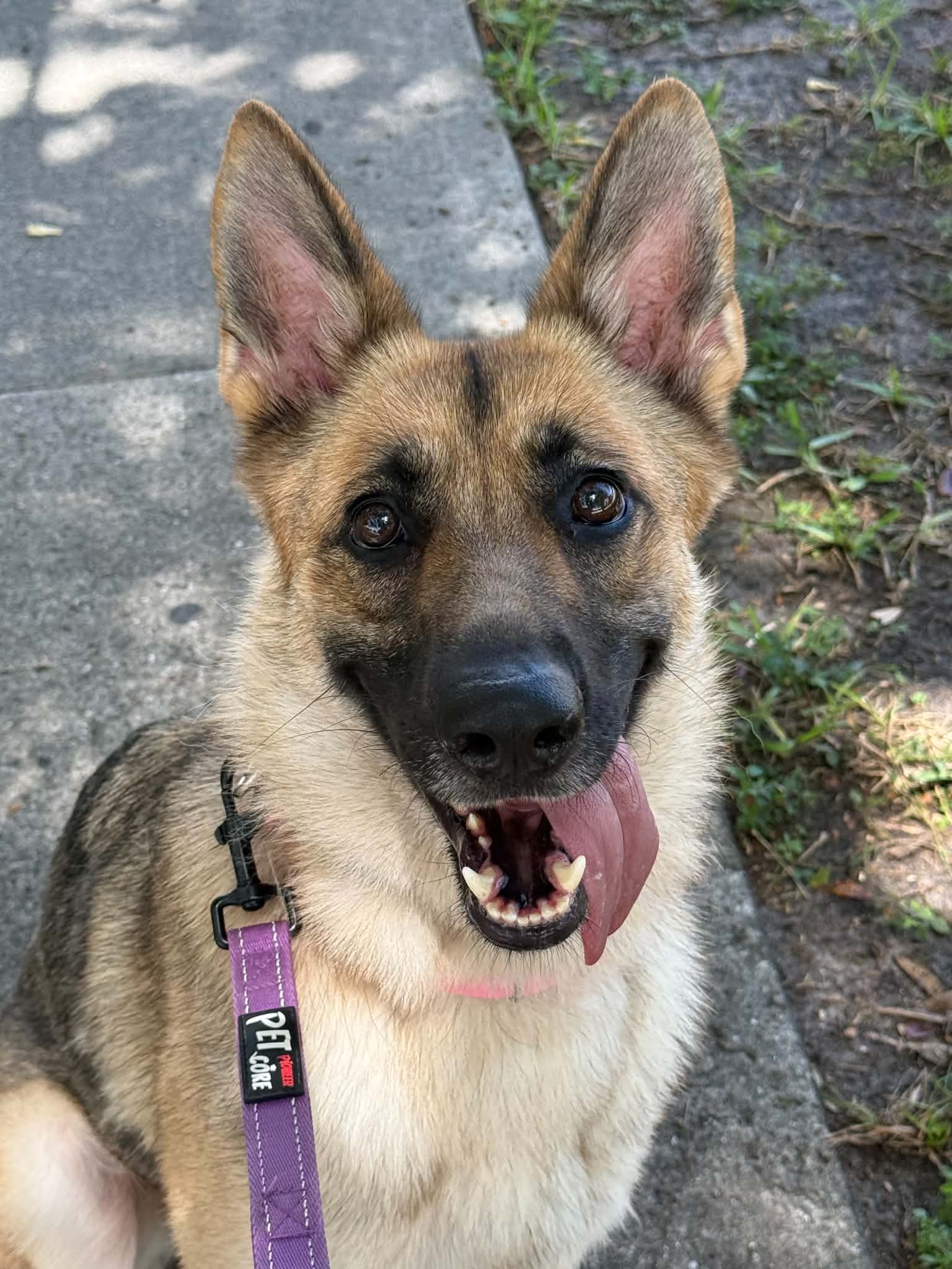 Mila - German Shepherd Dog