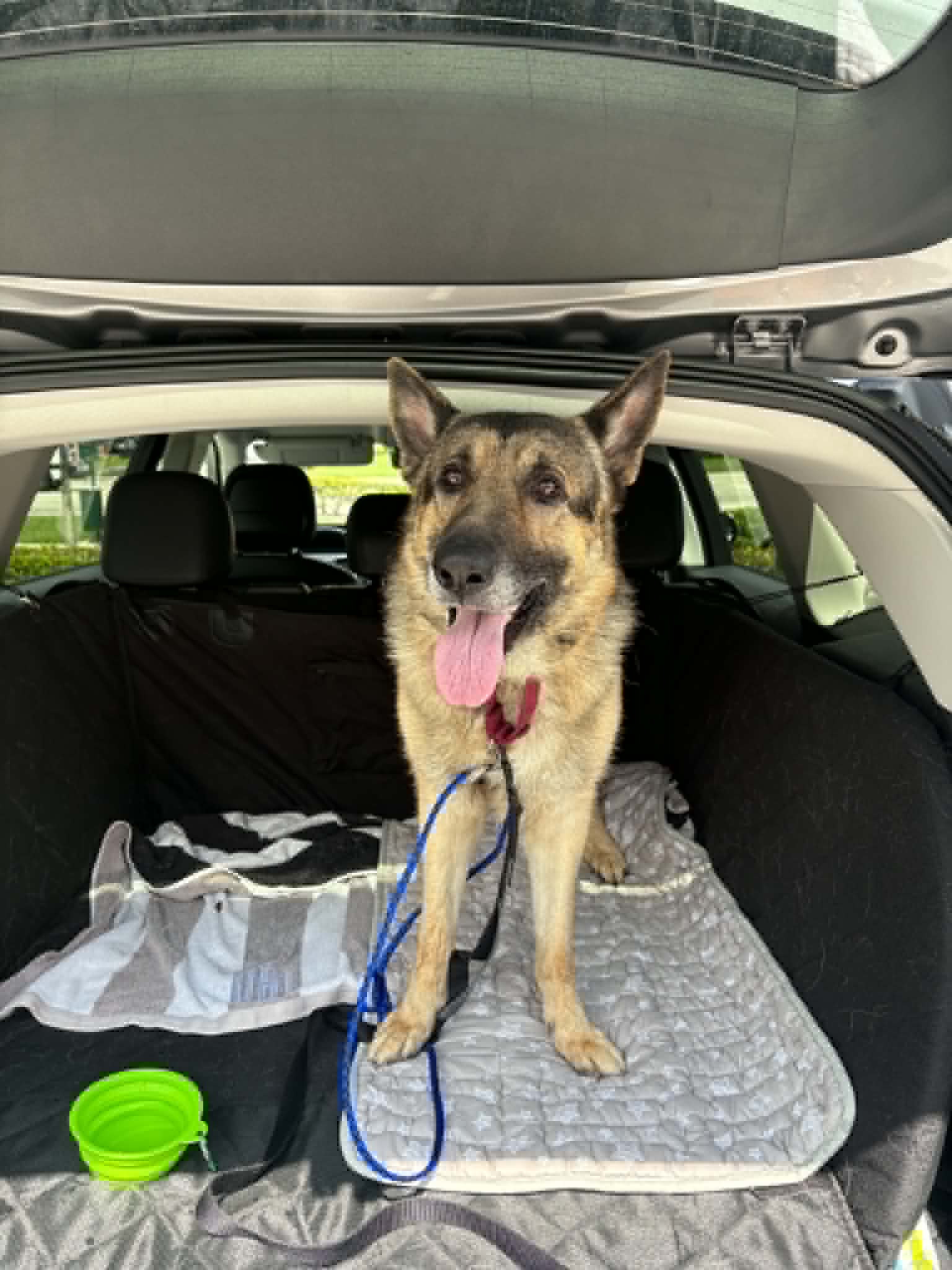 Bruno - German Shepherd Dog