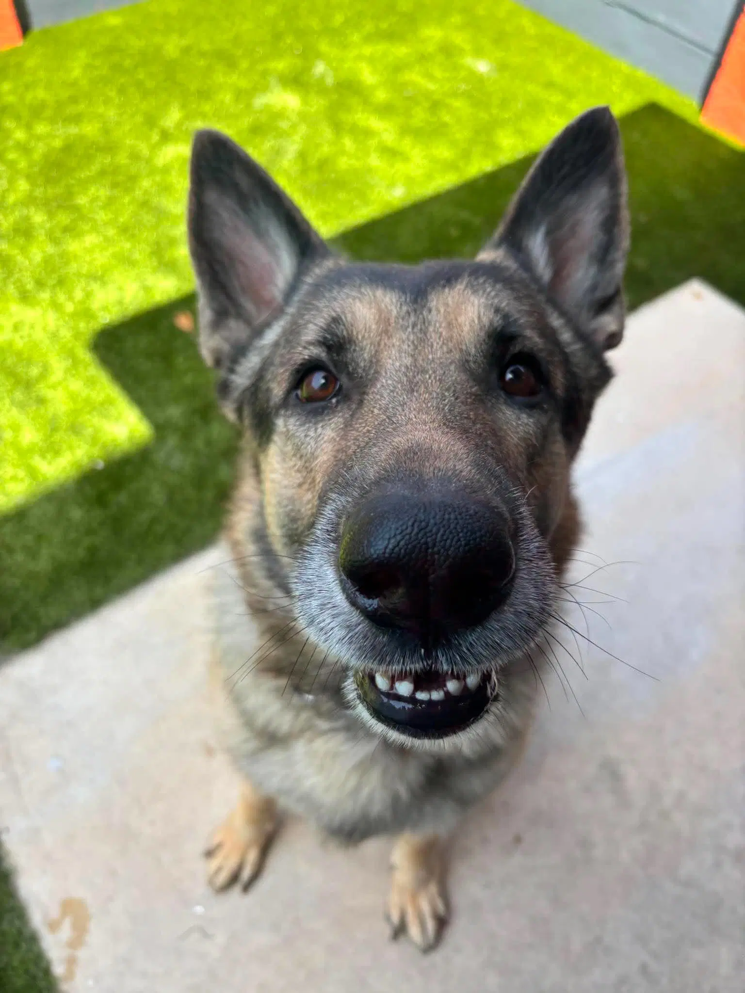 Bruno image 4