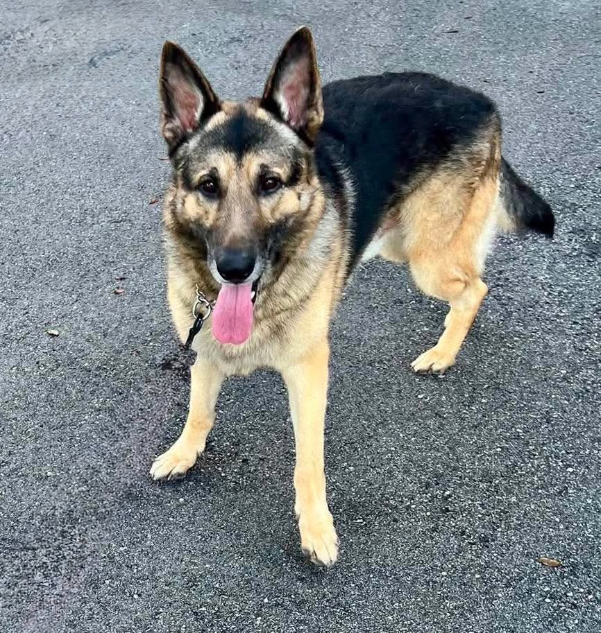 Bruno image 3