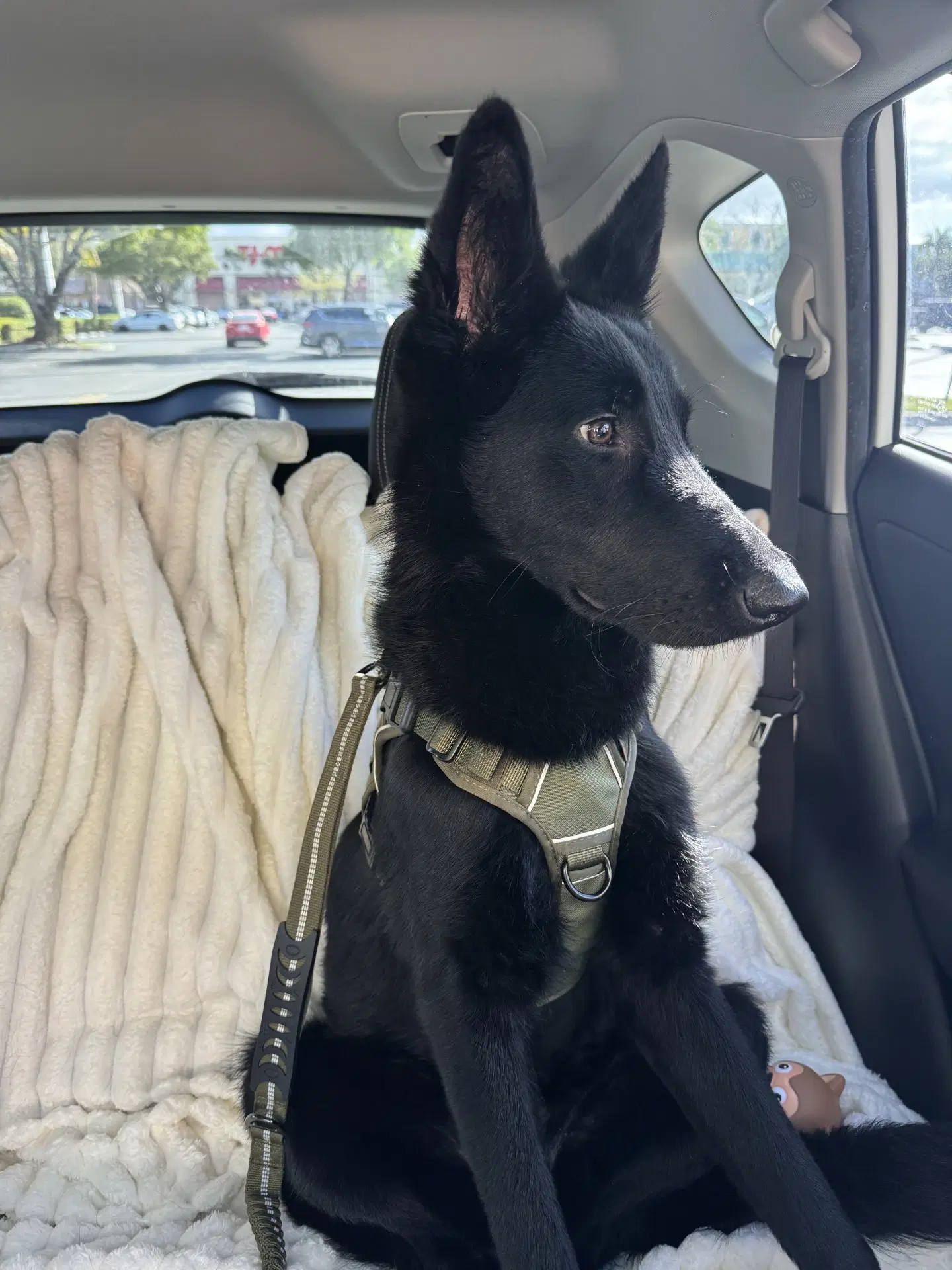 Odin - German Shepherd Dog