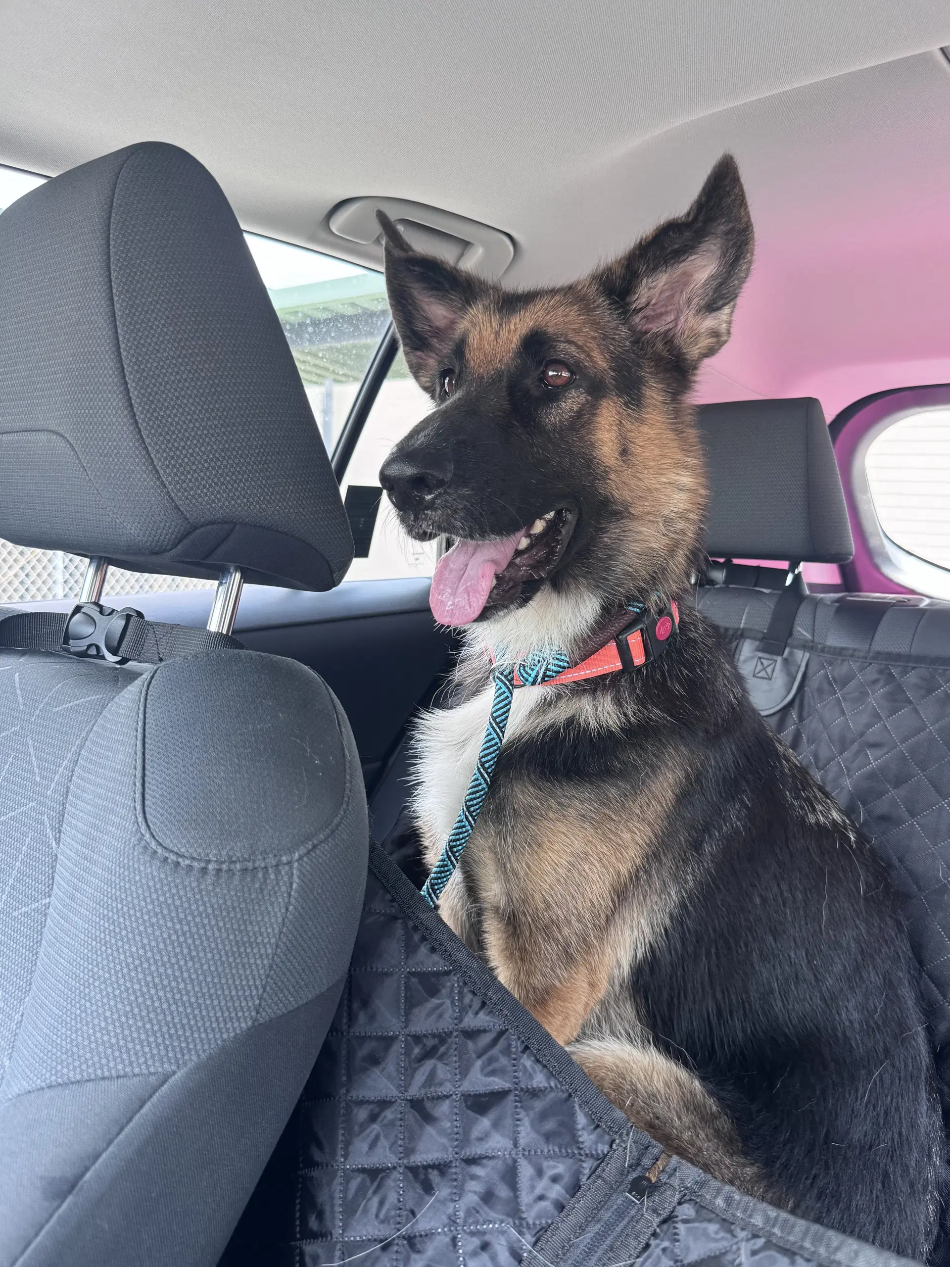 Bonny - German Shepherd Dog