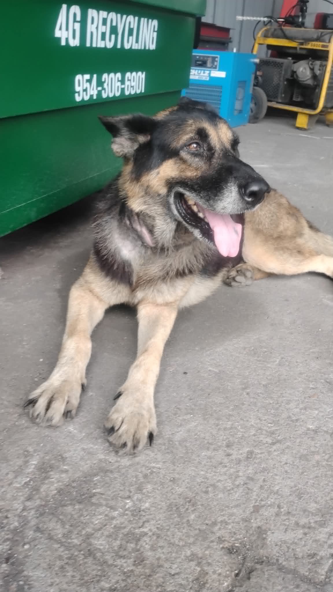 Bandido - German Shepherd Dog