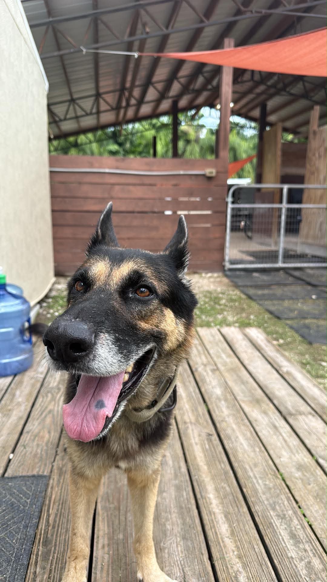 Bandido 3174, German Shepherd Dog