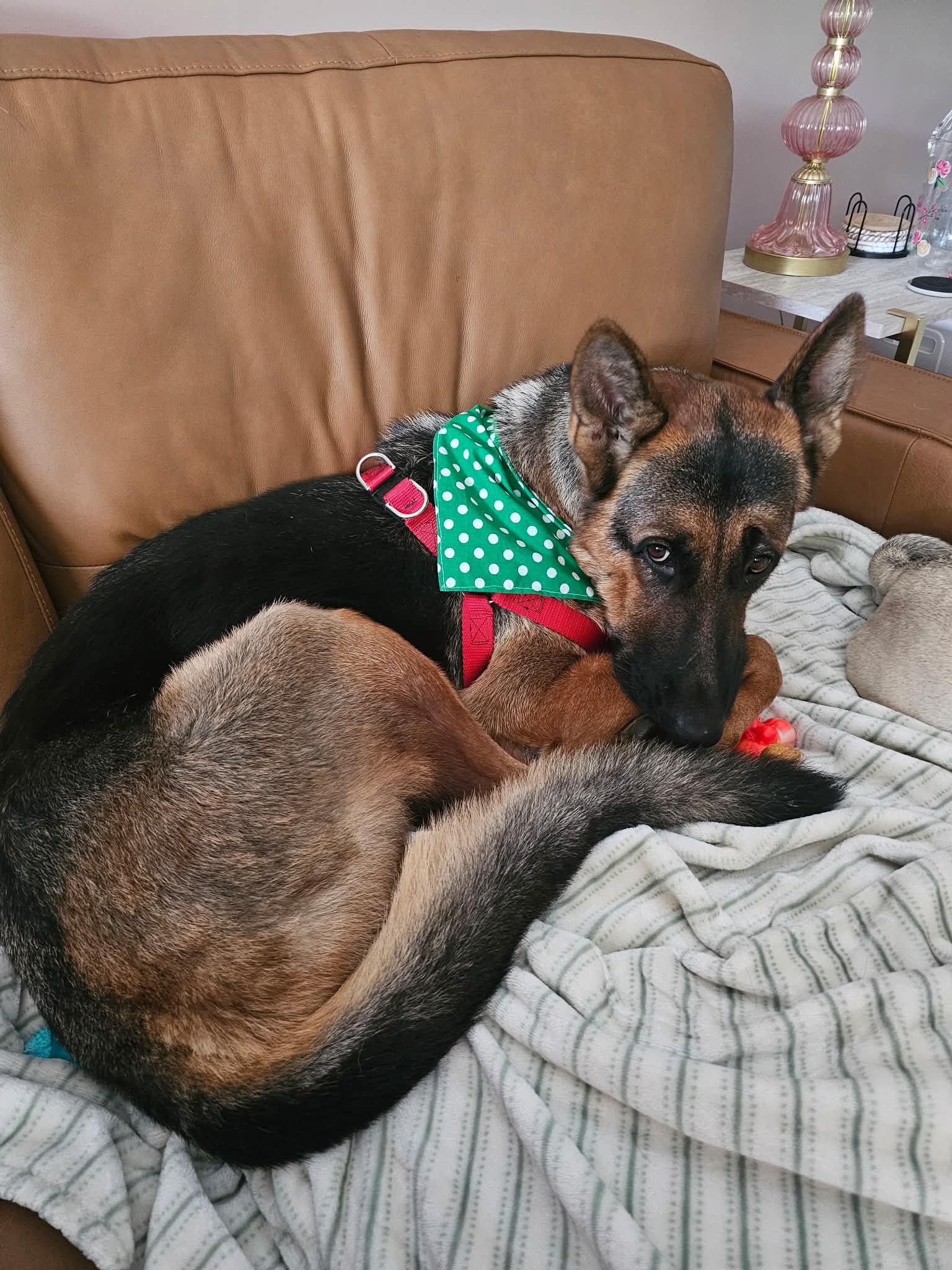 Lloyd - German Shepherd Dog