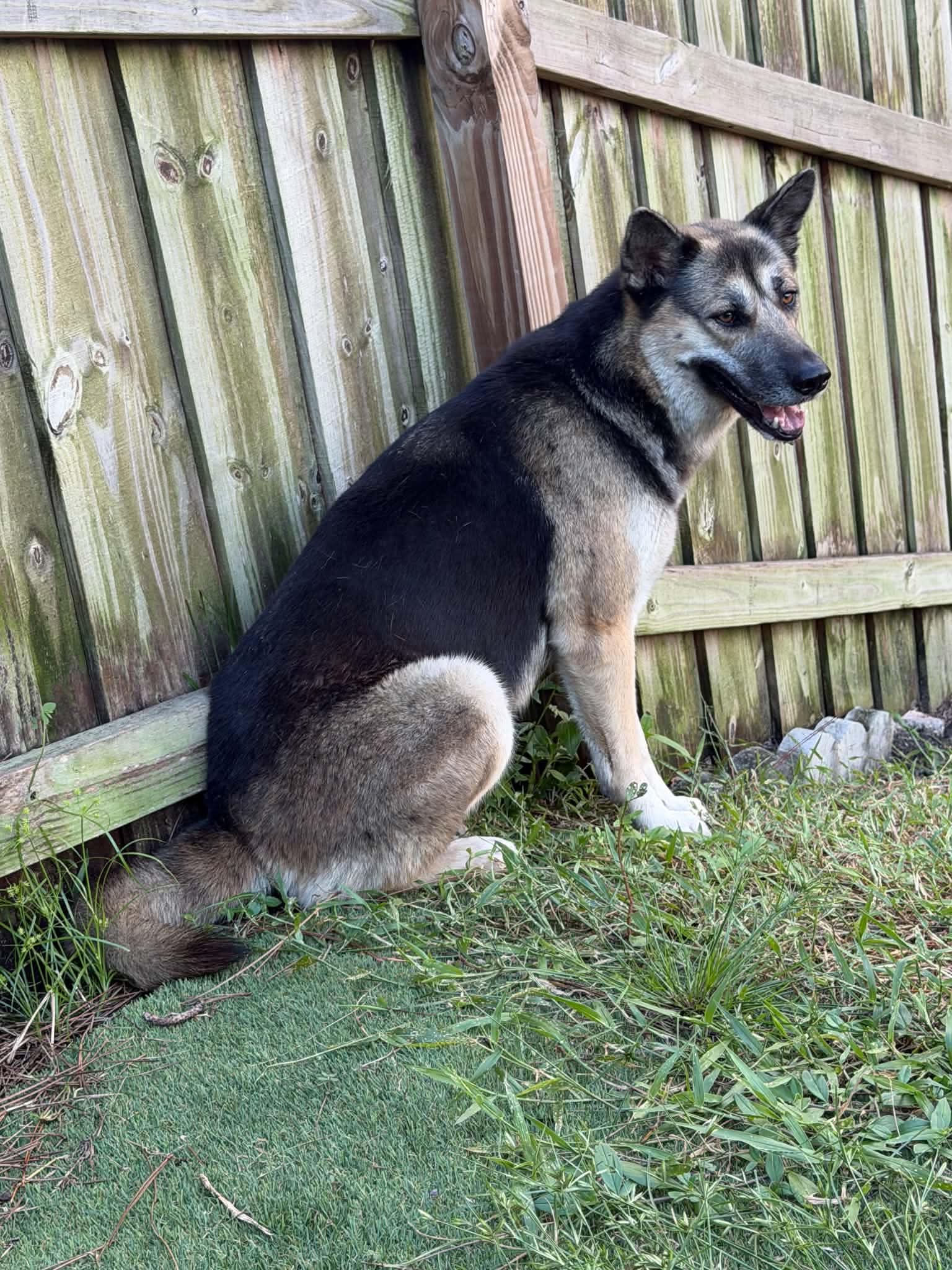 Lyssa - German Shepherd Dog