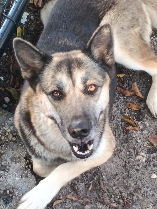 Lyssa 3178, a dog for adoption from Shepherd Help and Rescue Effort, Inc.