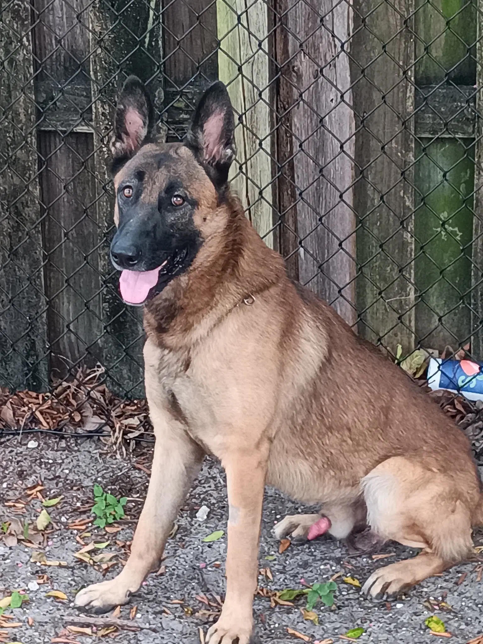 Hunter - German Shepherd Dog