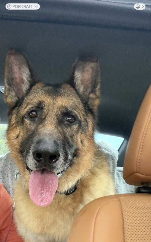 Koda 3180, German Shepherd Dog